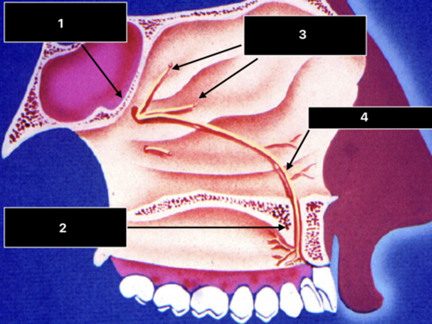 <p>ID the structure at 2:</p>