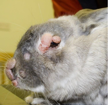 <p>Leporipoxvirus</p><p>Naturally infects wild rabbits, spreads to domestic</p><p>Clinical Signs - eyelid thickening and purulent eye discharge, nodules on ears/lips/nares/eyelids/external genitalia, occasionally pneumonic signs, infertility, death by starvation and secondary infections</p><p>Treatment - euthanasia advised, stick isolation, risk of carriers</p><p>Vaccination and avoid wild rabbit contact</p>
