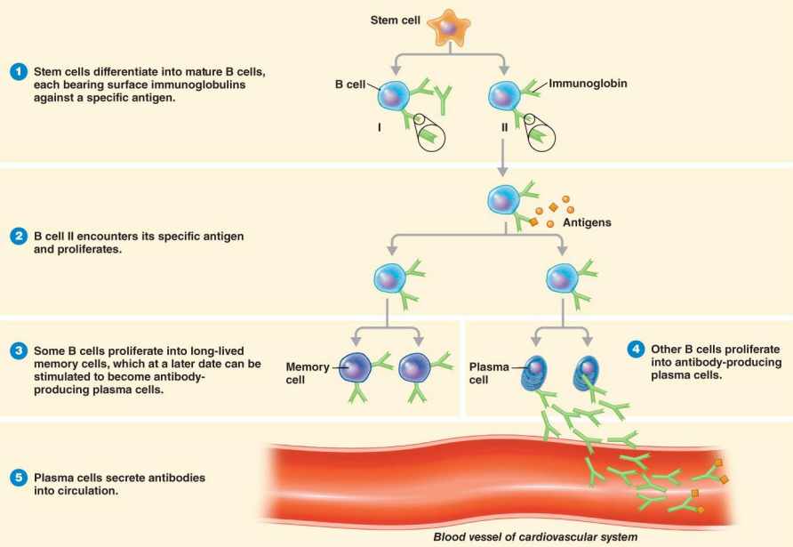 <p>CCCCLONALLLLL EXPANNSSSIONNNNN</p><ul><li><p>Some cells become plasma cells to produce antibodies</p></li><li><p>Some cells become memory cells</p></li></ul><p></p>