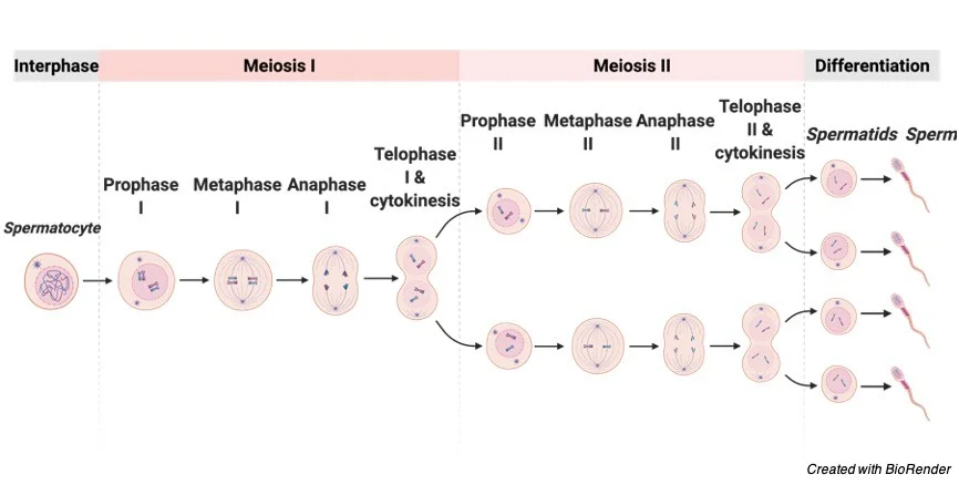 <p>Meiosis II</p><p>______ _______ separated → 4 ______ ______</p>