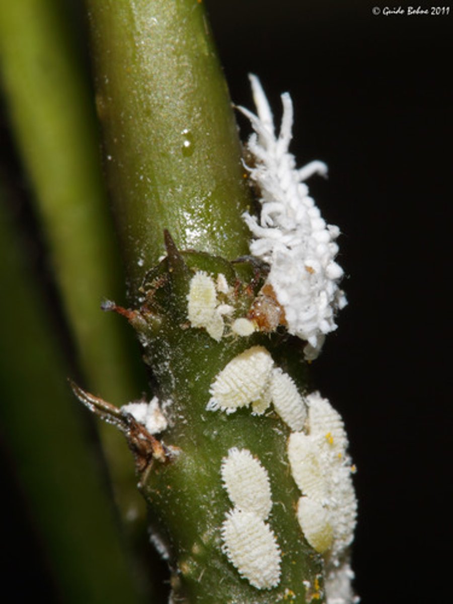 <p>Larvae called crawlers, vulnerable, white and "stringy", look like small adults</p>