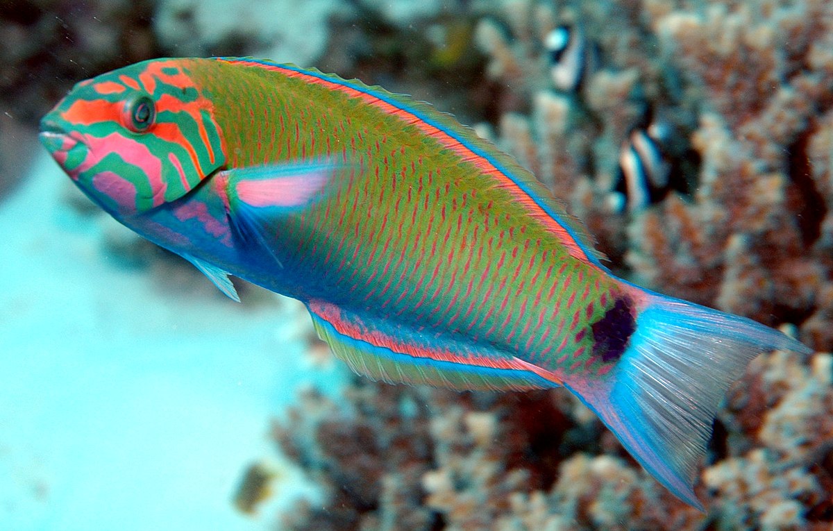 <p>Labridae</p>