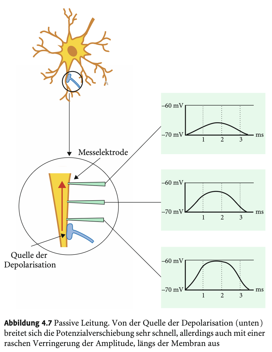 <p>Eine lokale Depolarisation (z. B. durch Na⁺-Einstrom) verändert das Membranpotenzial. Diese Spannung breitet sich entlang der Membran sehr schnell, aber mit abnehmender Stärke aus – ohne echte Ionenwanderung, nur durch Verschiebung benachbarter Ladungsträger.</p><p>Ist typisch für Dendriten, reicht für kurze Distanzen in lokal vernetzten Neuronen und ist besonders wichtig in dicht gepackten Hirnarealen – daher im menschlichen Gehirn weit verbreitet.</p><p></p><p>(bzw. Elektrotonus/elektrotonische Leitung)</p>