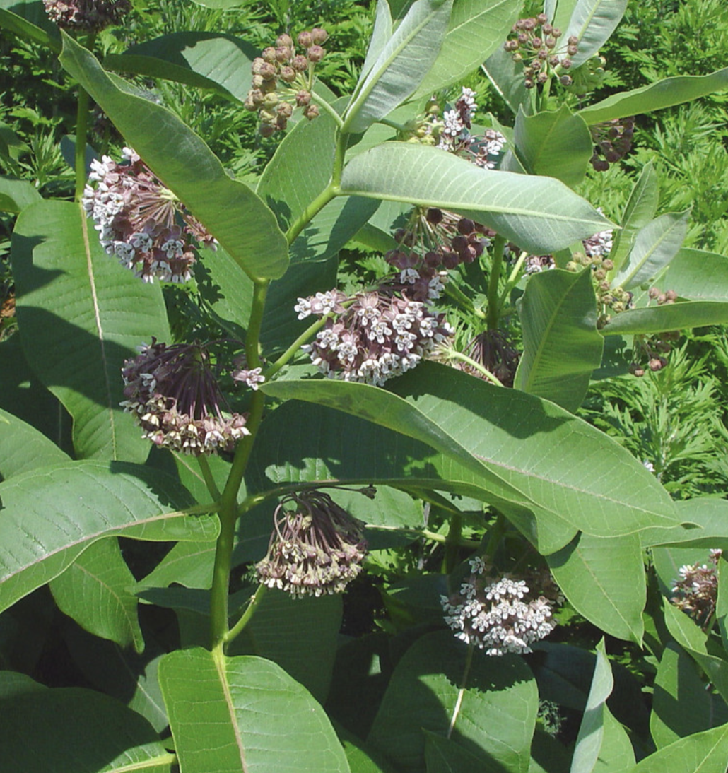 <p>milkweed </p>