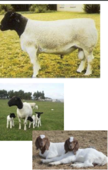 <p>Developed South Africa, blackheaded Persian &amp; Horned Dorset</p>