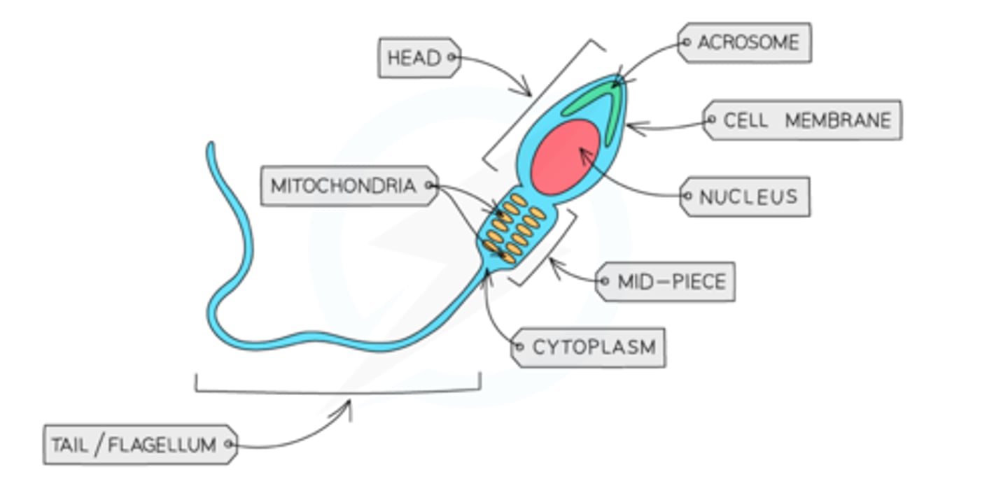 <p>-tail to swim to the ovum and fertilise it</p><p>-lots of mitochondria to release energy from respiration which enables the sperm to swim to the ovum</p>