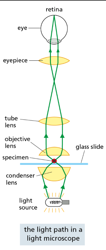 Instrument for viewing extremely small objects. Some use a focused beam of visible light and are used to examine cells and organelles. Others use a beam of electrons and can be used to examine objects as small as individual molecules.