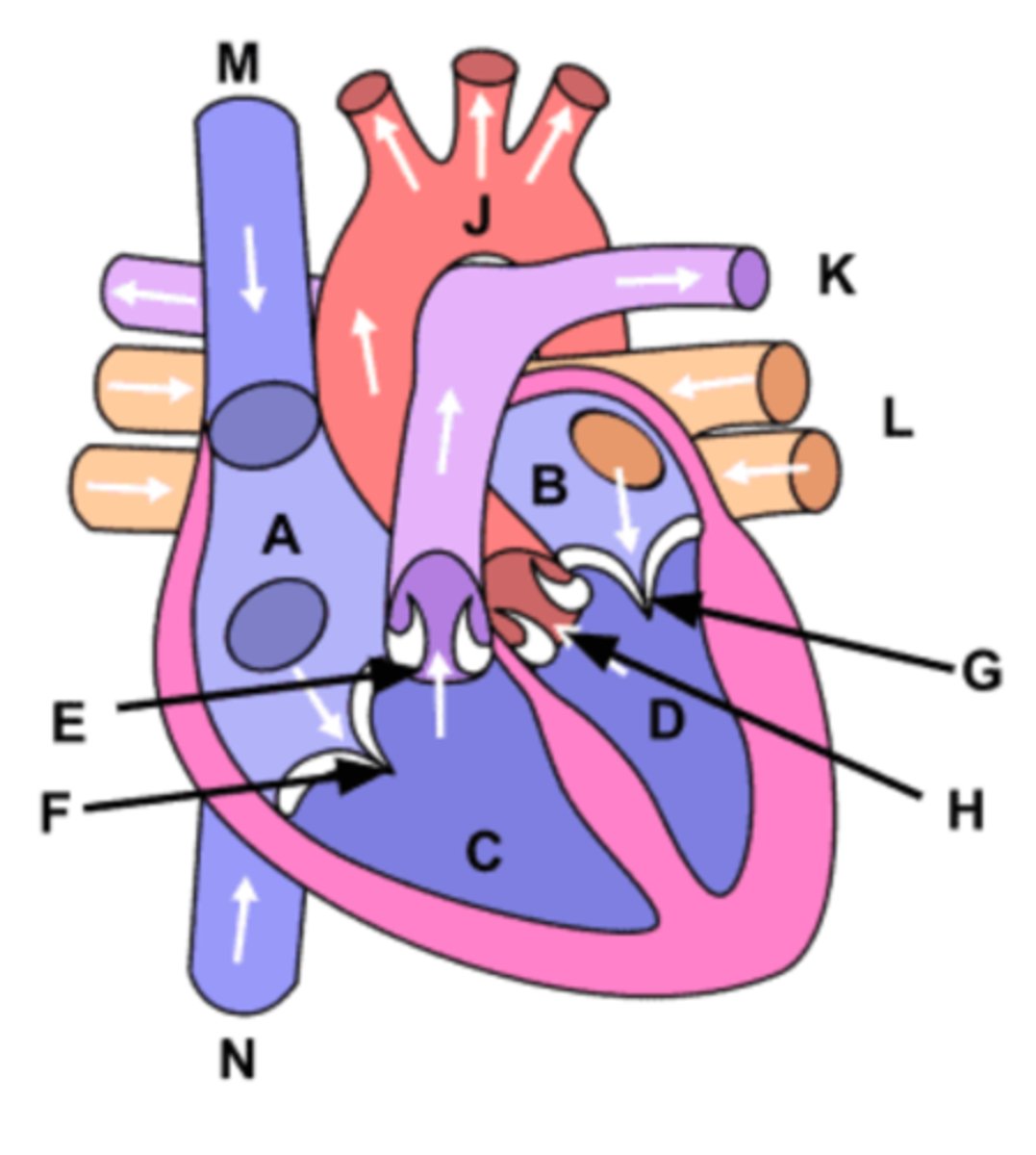 <p>Using the provided image, choose the anatomical structure designated by letter B</p>