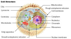 <p>Eukaryotic cells contain a nucleus and cytoplasm filled with membrane bound organelles. Eukaryotic cells include fungi, protists, plant cells, and animal cells.</p>