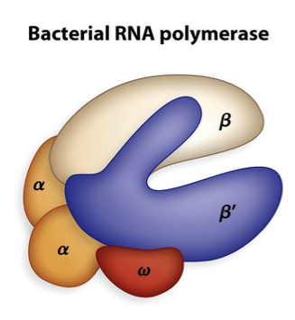 <p>Which region of bacterial RNA polymerase recognizes specific regions of DNA called promoters? </p>