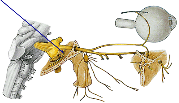 <p>r. meningeus</p>