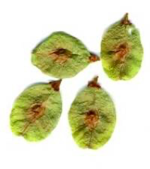 <p><span><strong>Plody – menší (1cm) nažka se semenem uprostřed křídla</strong></span></p>