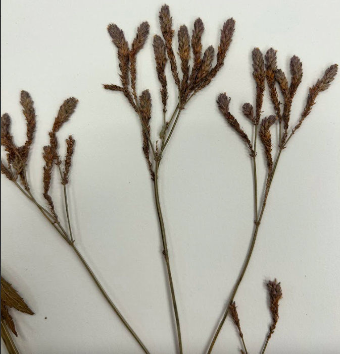 <p>Verbenaceae</p><p><em>Verbena</em></p>