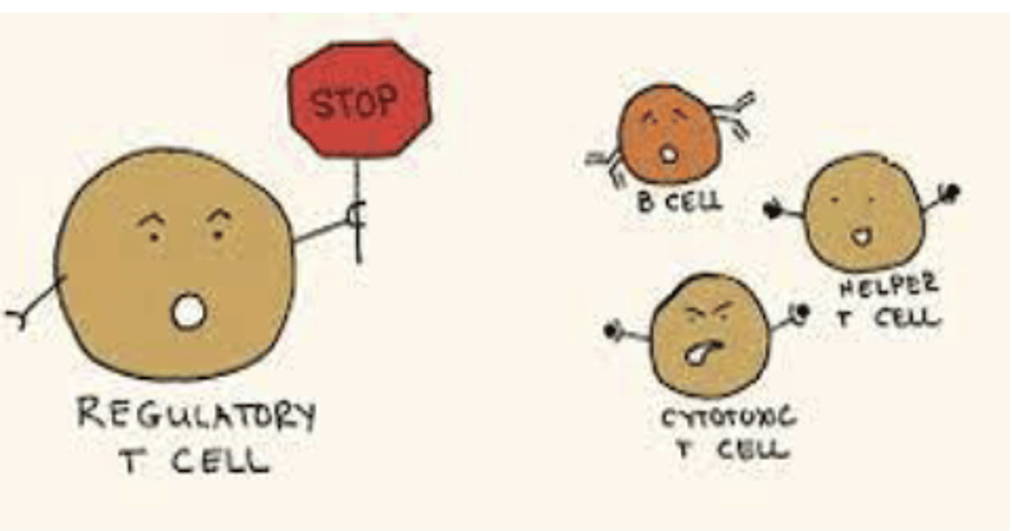 <p>Regulates response levels against a pathogen. Signals to stop overreacting</p>