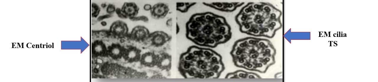 <p>Term 9</p>