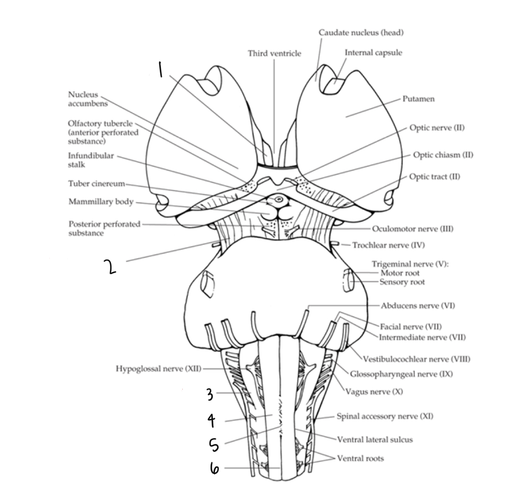 <p>What structure is labeled 2?</p>