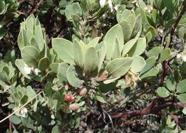 <p><span style="color: #000000">-Smooth, polished reddish bark</span></p><p>-Leaves are grey-green; they have a rough,</p><p>sandpaper texture</p>