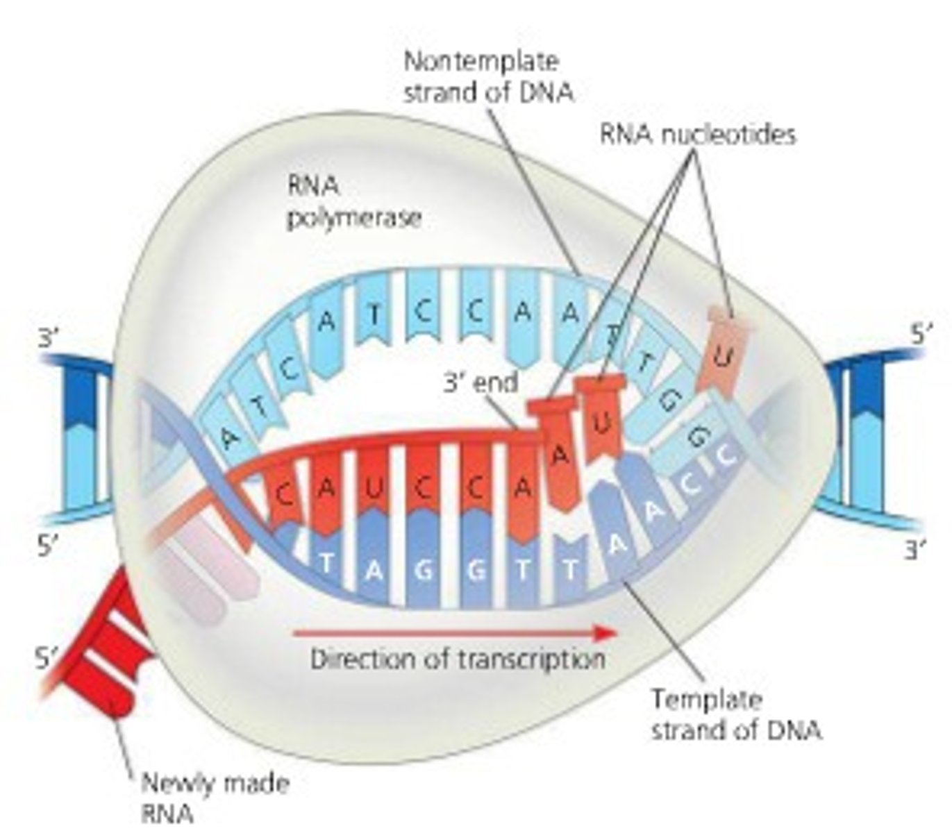 <p>RNA polymerase traverses the template strand and uses base pairing complementarity with the DNA template to create a mRNA copy</p>