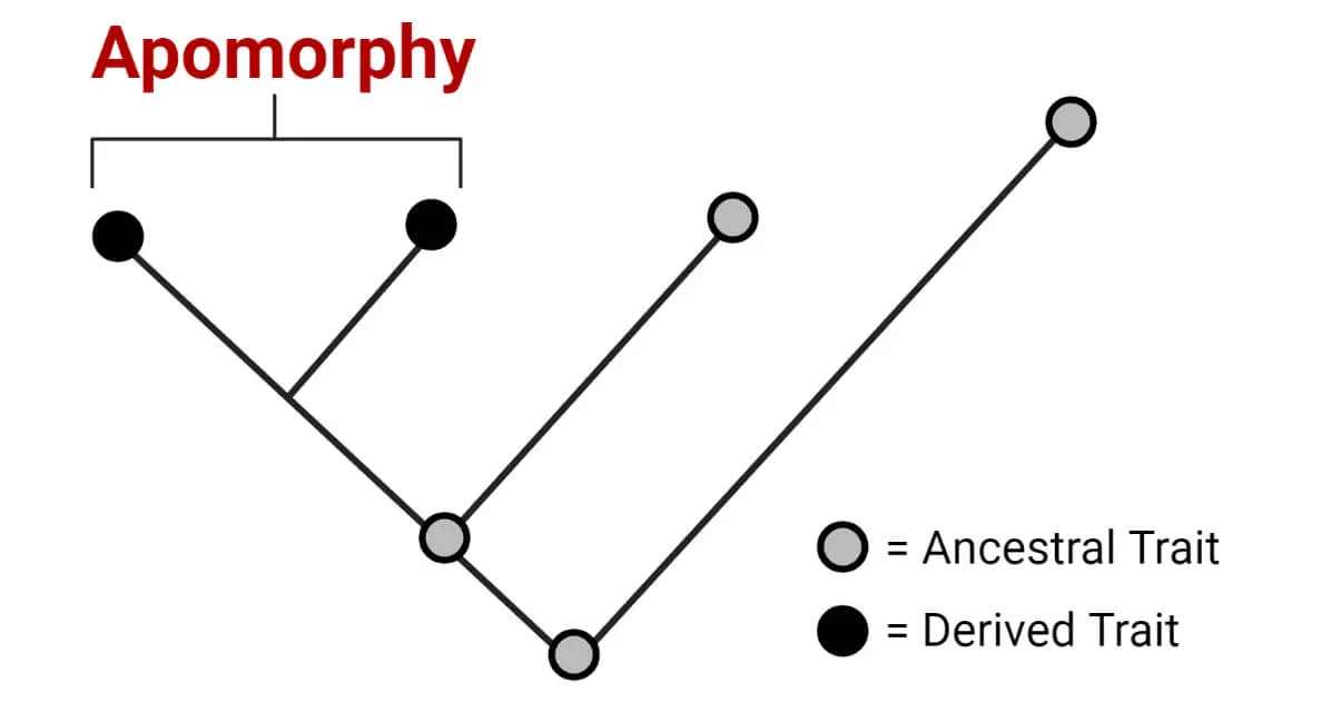 <p>Apomorphic traits</p>
