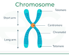 <p>This is also a structure of DNA that is one size up from a gene. And is also found in the nucleus of your DNA. This is essentially just a medium unit of DNA. Just like DNA, a chromosome codes for a portion of you.</p>