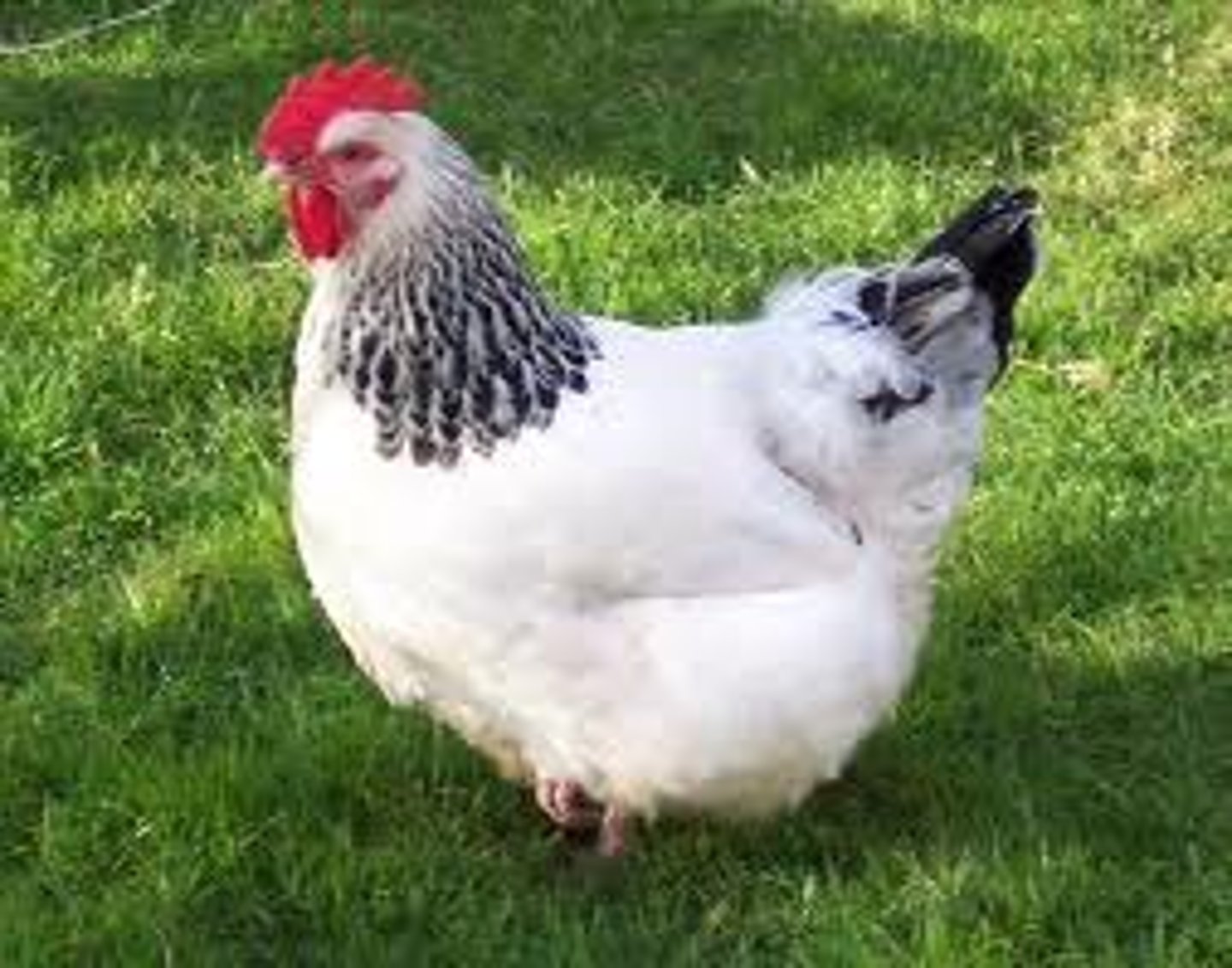 <p>hen, chicken</p>