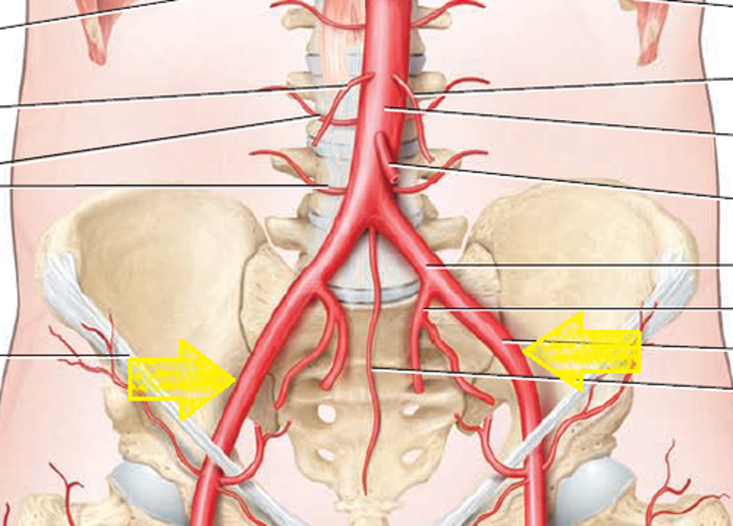 <p>supply the anterior abdominal wall, pelvic organs, and lower limbs</p>