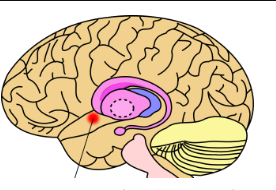 <p>Neculus Accumbens </p>