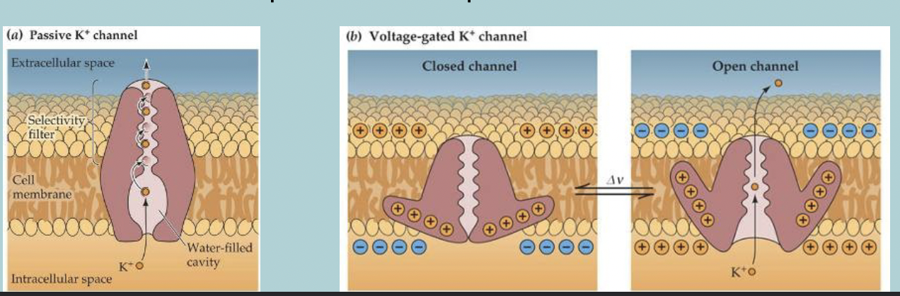 <p>How do (voltage) gated channels work:</p><ul><li><p>Passive (non-gated) K+ CHANNELS (leakage channels) have one configuration → OPEN </p></li><li><p>All gated channels have  2 (or 3) configurations:&nbsp;</p></li></ul><ol><li><p>CLOSED (resting)&nbsp;</p></li><li><p>CLOSED (inactive, mainly sodium channels)&nbsp;</p></li><li><p>OPEN&nbsp;</p></li></ol><ul><li><p>Part of the protein is CHARGED (protein reshapes when cell DEPOLARIZES)&nbsp;</p></li></ul><p></p>