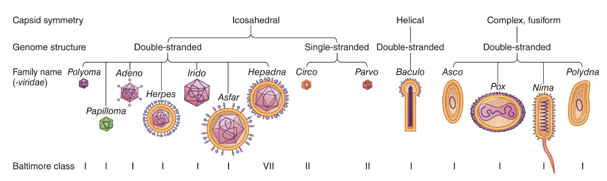<p>Members within a family (suffix -viridae): share virion structure, genome organization, transcription/translation strategies</p>
