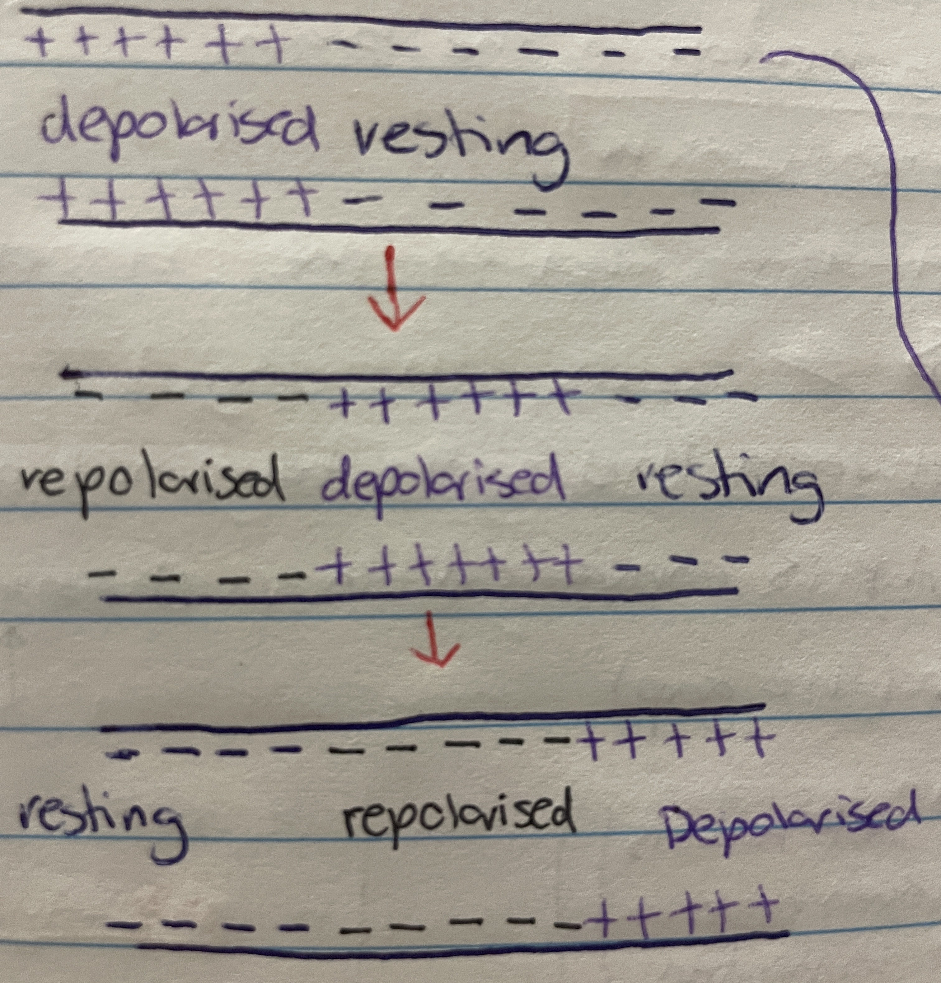 <p>What travels down the neuron as the -55mV  potential difference triggers depolarisation in one section which then triggers it in the next - wave movement</p>