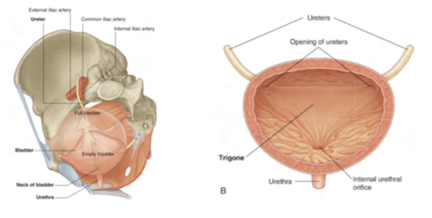 <p>sphincter</p><p>contracts while filling and relaxes when we want to</p><p>empty the bladder</p>