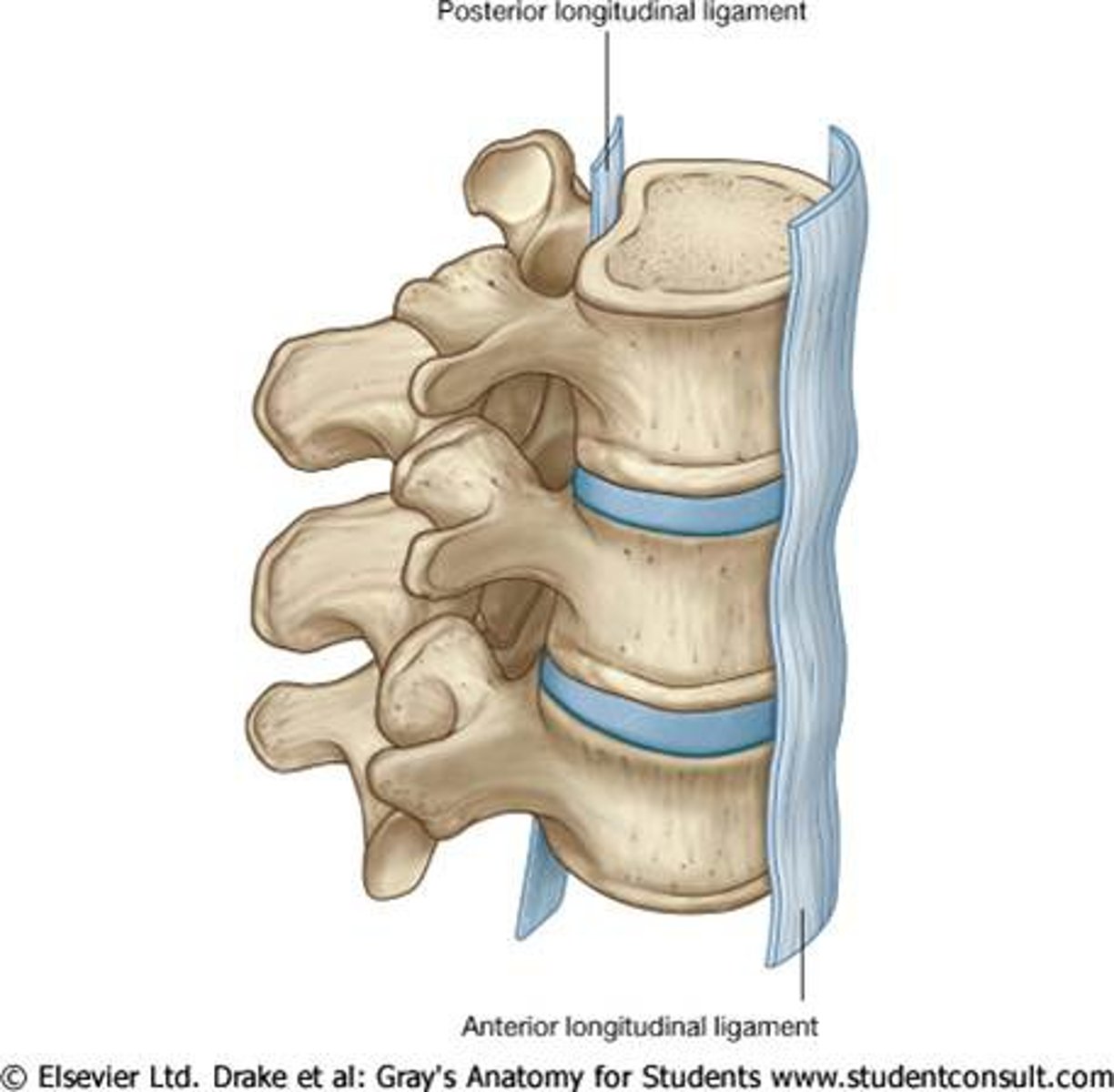<p>- ligament running vertically along the posterior aspect of the vertebral bodies</p><p>- runs all the way down the vertebral column INSIDE the vertebral canal</p>