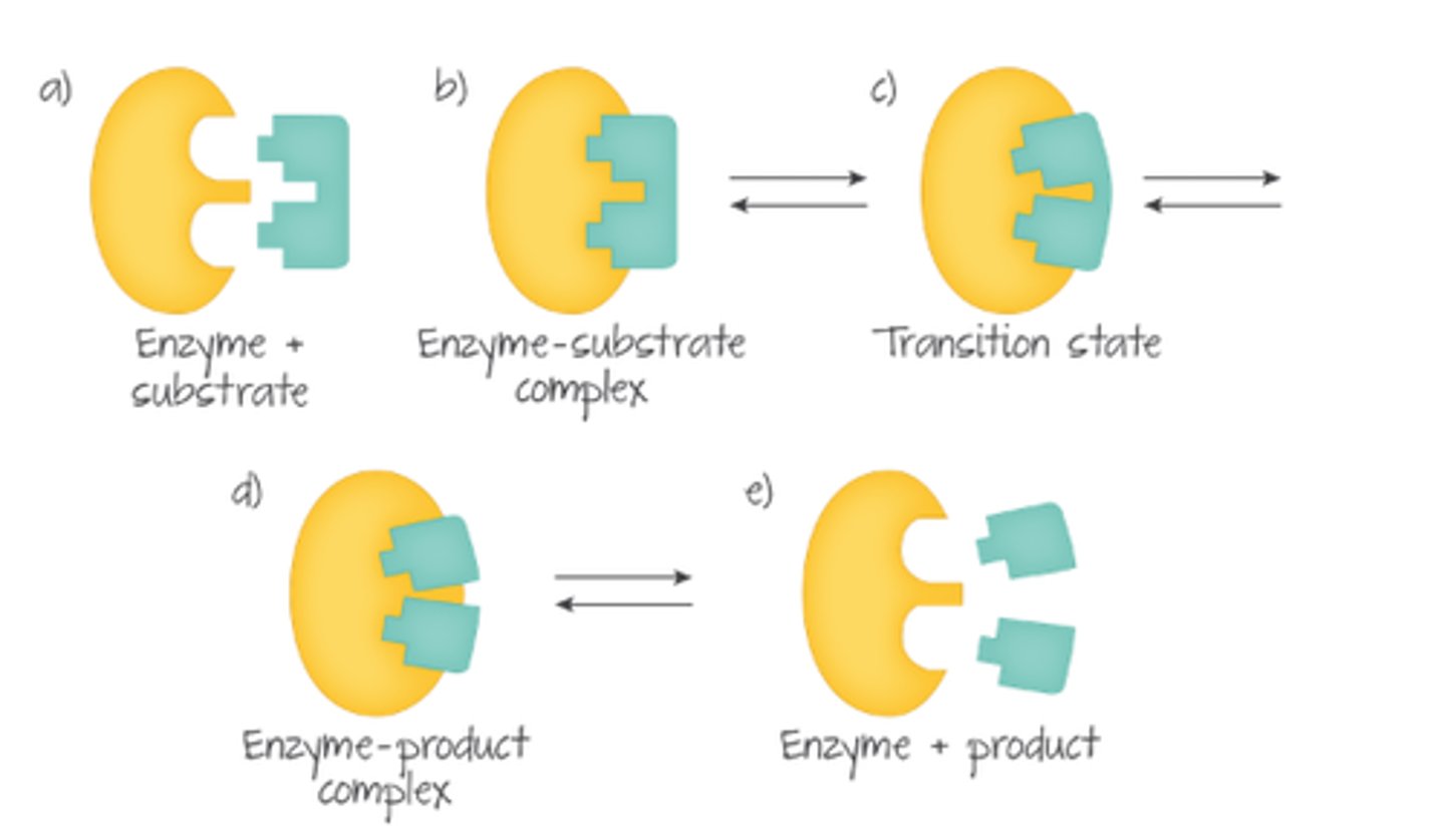 <p>1. Substrate randomly collides with active site. Greater kinetic energy = higher probability of collisions.</p><p>2. When enzyme and substrate collide at correct orientation and speed, an enzyme-substrate complex is formed.</p><p>3. Products is released, enzyme chemically unchanged.</p><p>enzyme+substrate -&gt; enzyme-substrate complex -&gt; enzyme+product</p>