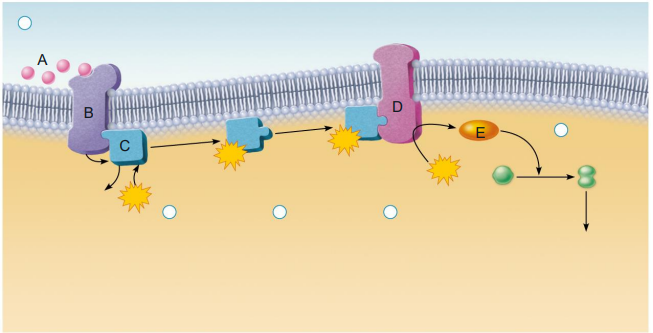 <p>Identify items (A-E)</p>