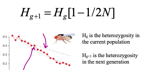 <p>Genetic drift lowers heterozygosity</p><p>The loss of heterozygosity is  more pronounced in smaller  populations</p><p></p>