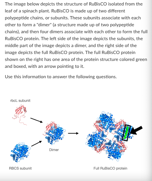 <p>What level of protein structure is shown in the boxed green section of the full RuBisCO protein?</p><p>Primary Secondary Tertiary Quartenary</p>