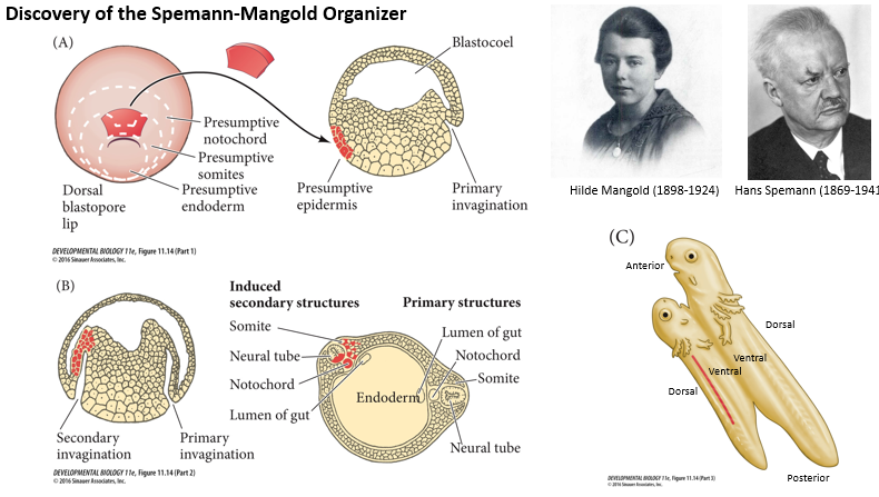 <p><strong><u>Spemann and Mangold Experiment (around 1924):</u></strong></p><p><strong>What was done?</strong> </p><ul><li><p>The <strong>dorsal blastopore lip</strong> (presumptive Organiser) from an early newt gastrula (donor) was transplanted to the <strong>ventral side</strong> of another early newt gastrula (host).</p></li></ul><p><strong>What was observed?</strong> </p><ul><li><p>The transplanted tissue <strong>induced a secondary invagination</strong> and the formation of a <strong>secondary, nearly complete embryonic axis</strong> in the host. This secondary axis included a second neural tube, somites, and notochord, often derived from the host's own tissues. The host embryo effectively became conjoined twins.</p></li></ul><p><strong>What was concluded?</strong> </p><ul><li><p>The dorsal blastopore lip acts as an "<strong>Organiser</strong>," meaning it's capable of <strong>instructing surrounding tissues to adopt specific fates</strong> and <strong>organise into a new body axis</strong>.</p></li></ul><p></p>