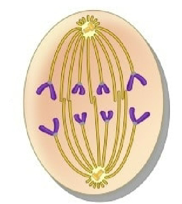 <p>what stage of mitosis is this?</p>
