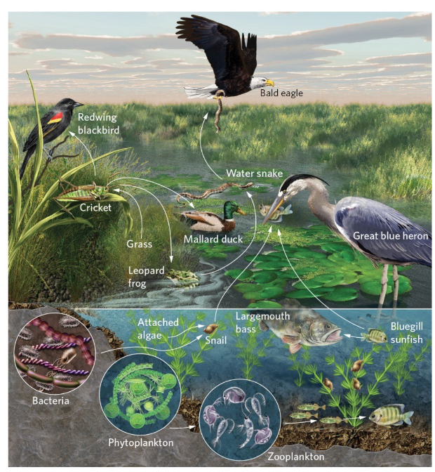 <p>A representation of how different species in a community feed on each other</p>