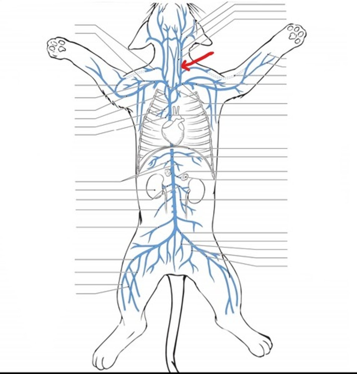 <p>identify the vein</p>
