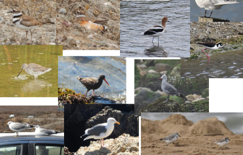 <p>gulls, plovers, sandpipers, terns, woodcocks, snipes, avocets, phalaropes, skuas, skimmers, auks, puffins</p>