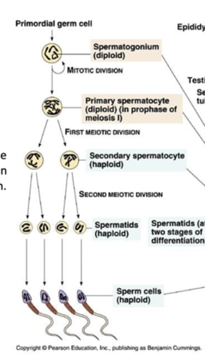 <p>spermatogonia undergo mitosis --&gt; primary spermatocyte (2n) --&gt; Meiosis I --&gt; secondary spermatocyte (n) --&gt; Meiosis II --&gt; spermatids (n)</p>