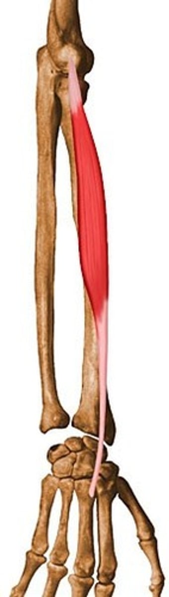 <p>Action: Extends and abducts wrist<br><br>Origin: lateral epicondyle of humerus<br><br>Insertion: base 3rd metacarpal</p>