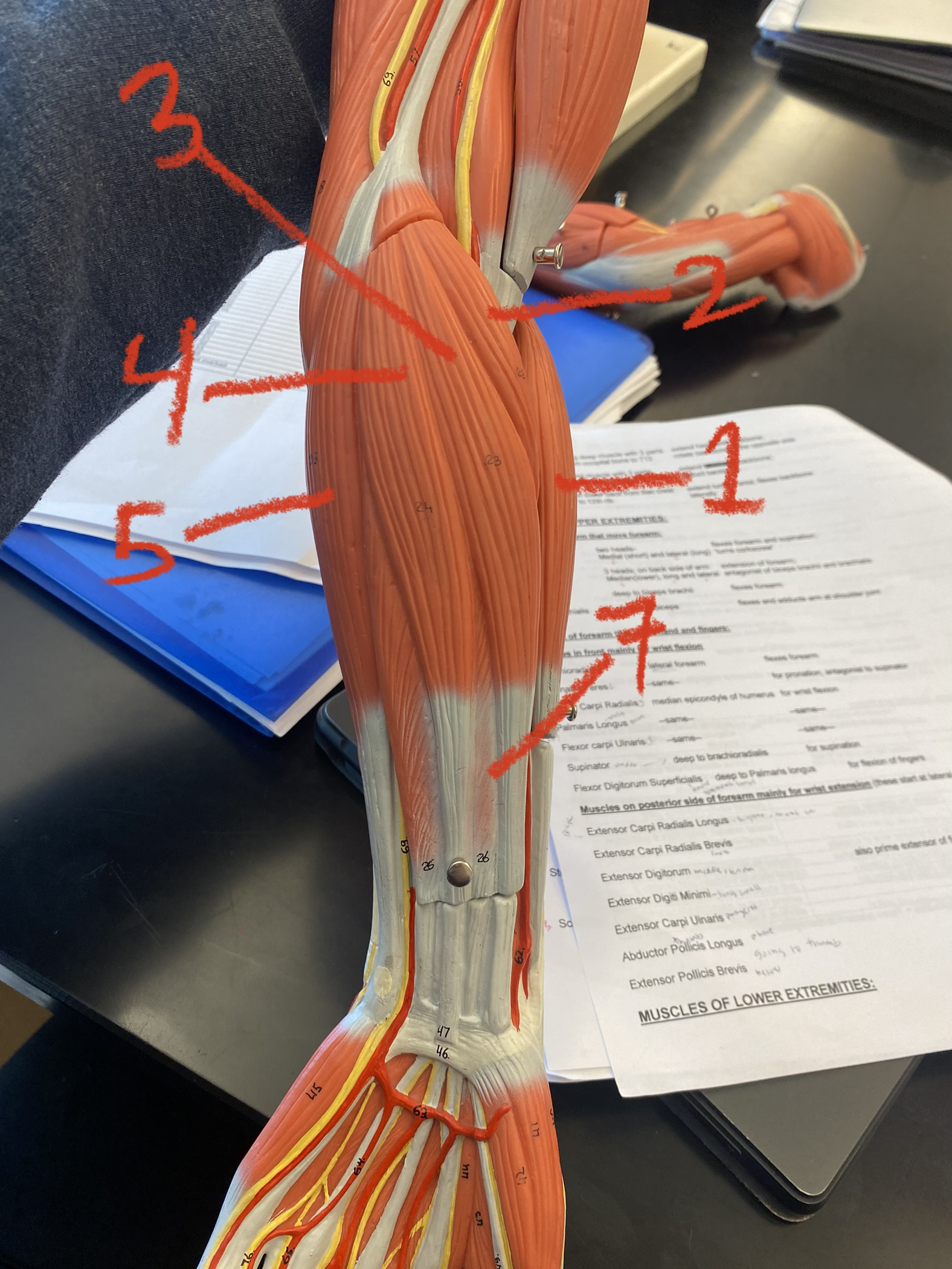 Muscle of forearm- anterior #3