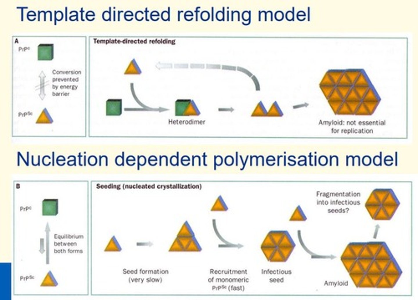 <p>1) Template directed refolding model</p><p>2) Nucleation dependent polymerisation model (seeding)</p>