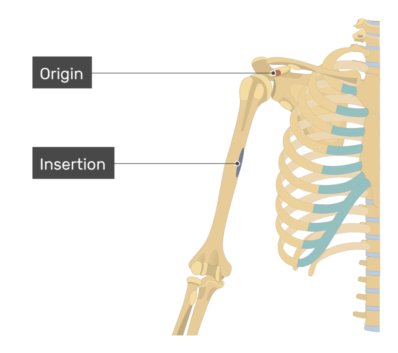 <p>coracobrachialis</p>