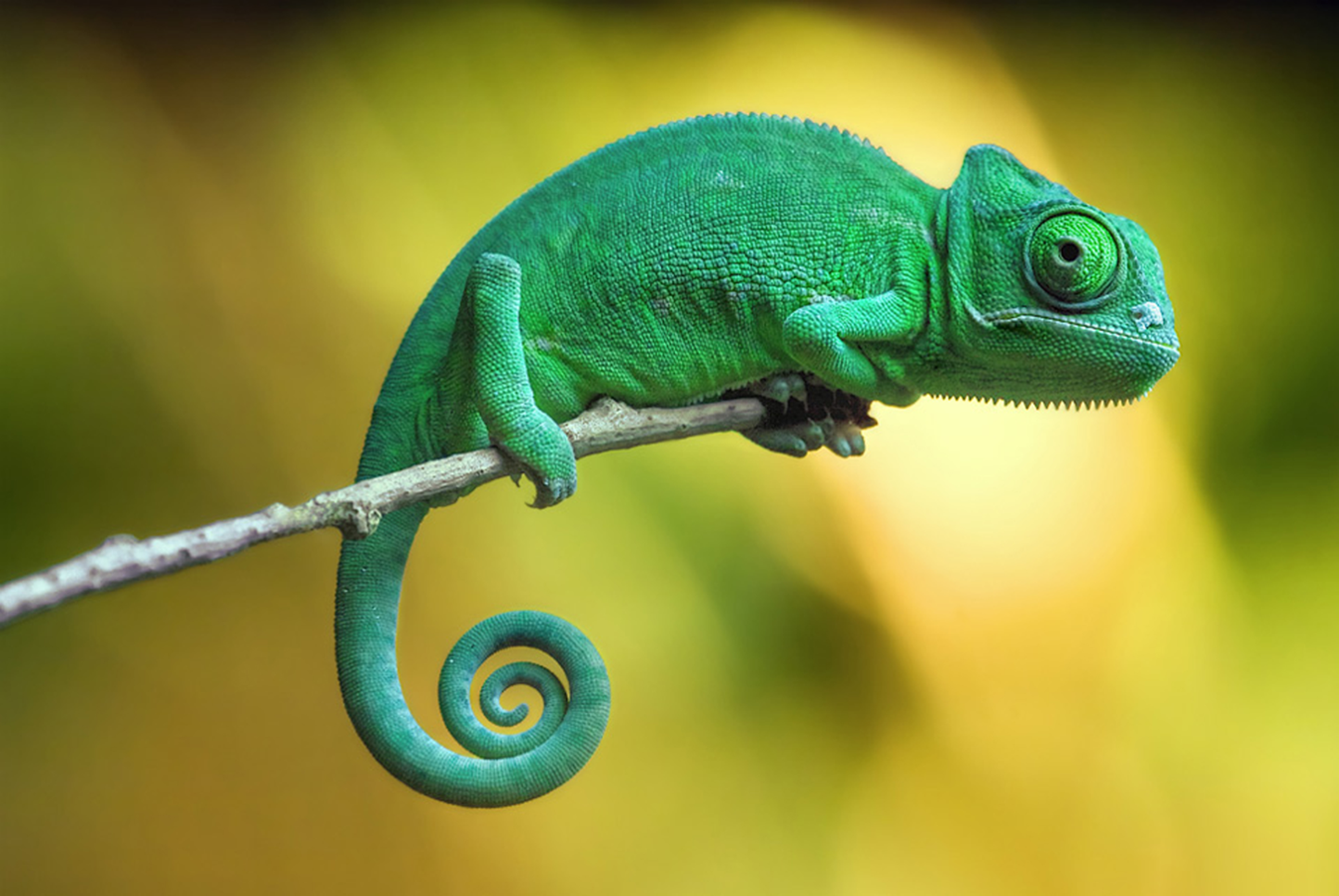 <p>Chameleon</p>