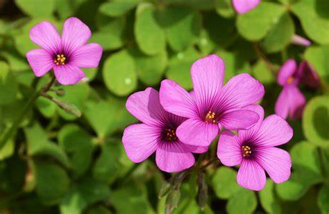 Pink woodsorrel