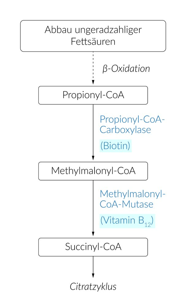 <p>A. Cobalamin</p>