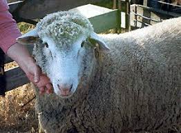 <p><span style="background-color: transparent;"><span>Polypay</span></span></p>